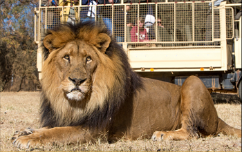 lion-park-tour